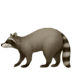 raccoon