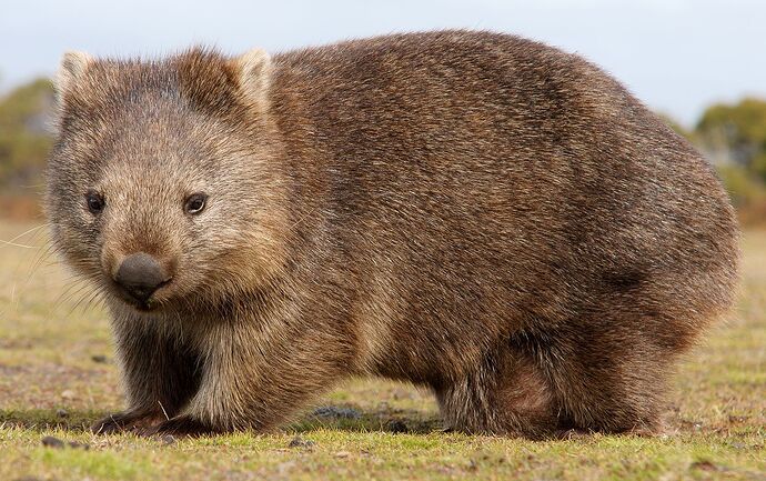 Wombat | Marsupial, Nocturnal, Burrowing Animal | Britannica