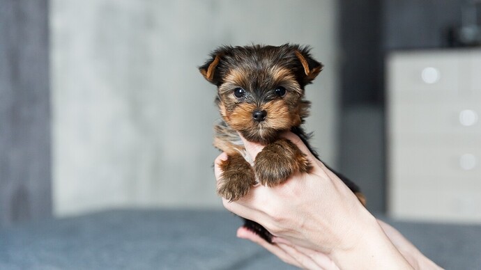 6 of the Cutest Toy Dog Breeds You'll Adore | Woman's World