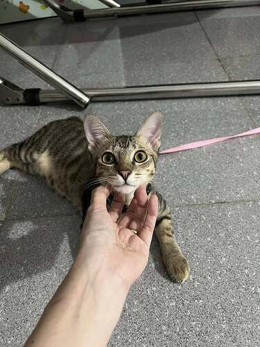 cat
