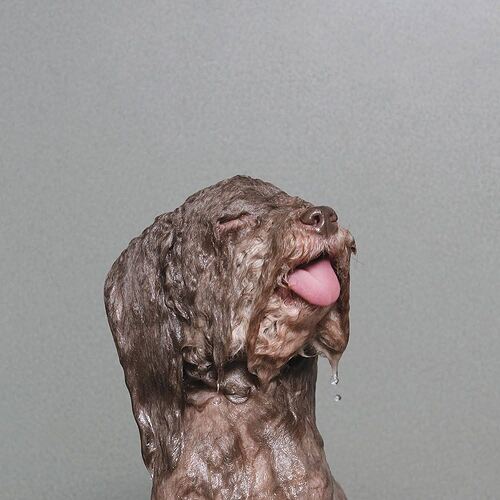 Wet Dog - Gamand, Sophie | 9781455531479 | Amazon.com.au | Books