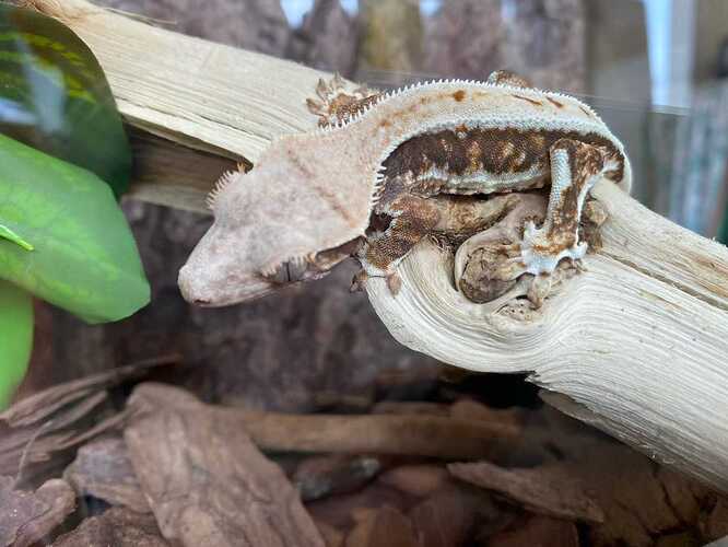wow crested gecko wow handsome handsome handsome