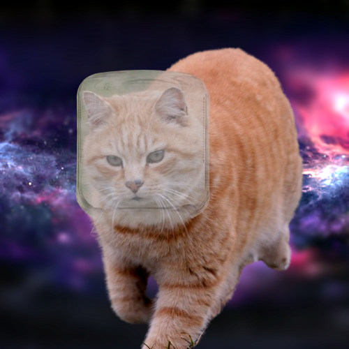 realcatstrophe