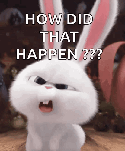 FunnyBunnyConfusedBunnyGIF