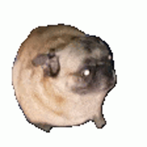 Dancing Pug Vibing Sticker - Dancing Pug Vibing - Discover & Share GIFs ...