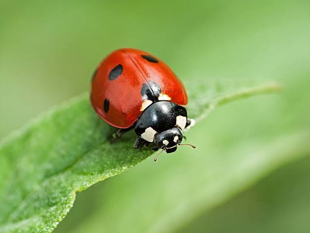 Good Bug, Bad Bug: How Can You Tell the Difference?