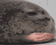 Seal Meme GIFs | Tenor
