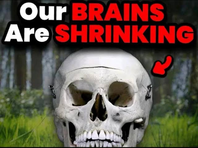 Our Brains Are Shrinking Meme Explained