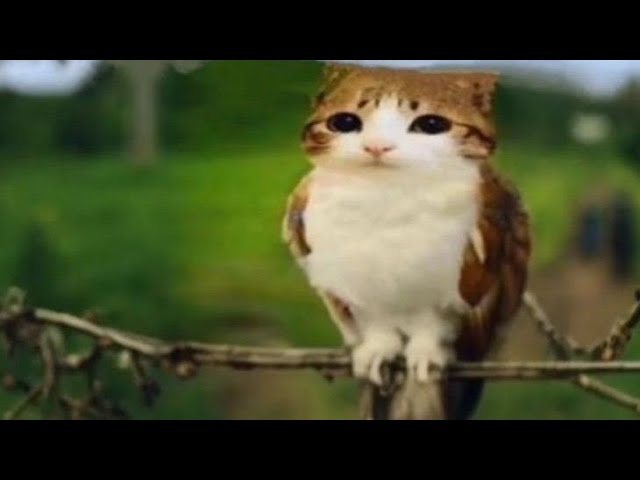 MEOWL - YouTube