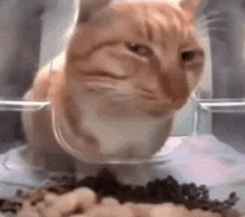 fadding-cat