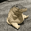 Brookodile