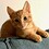 Cat_Lover