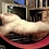 CatMeowGaming778