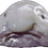 Devica Devica