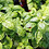 HerbalBasil