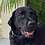 Professional_Dog