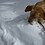 snowdog